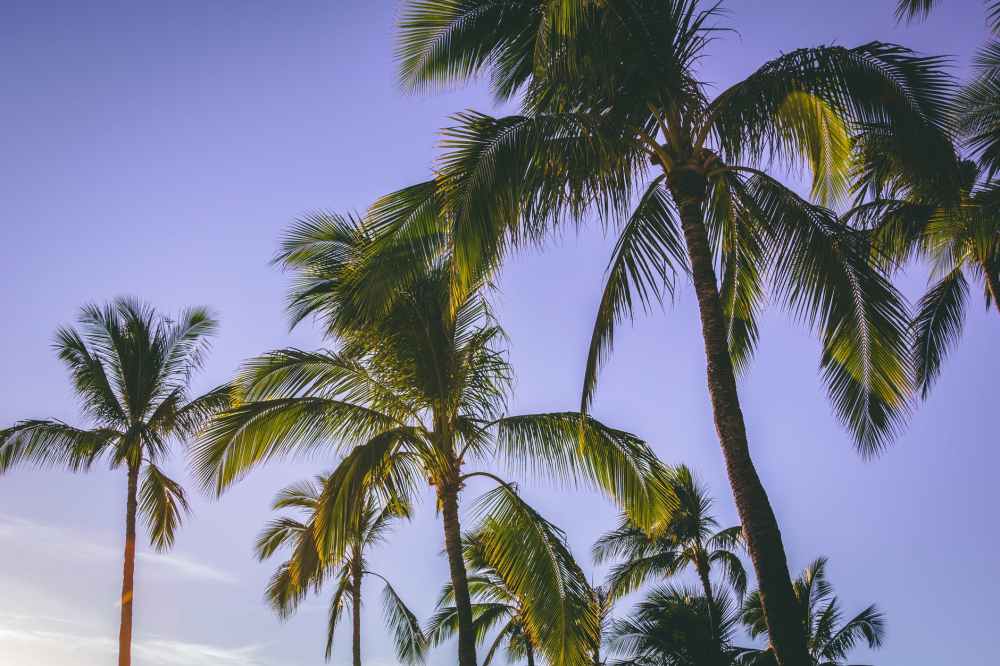 low angle photography of coconut trees